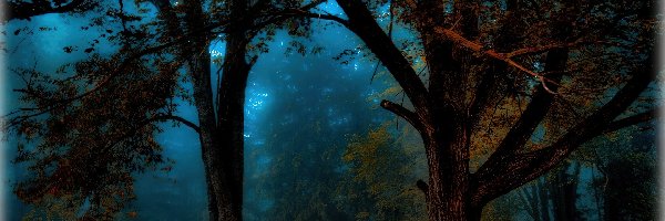Noc, Drzewa, Las