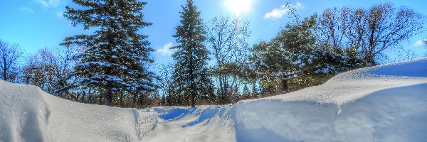 Park, Promienie słońca, Drzewa, Zima