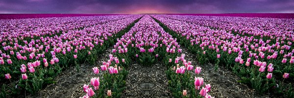 Tulipany, Niebo, Pole, Różowe