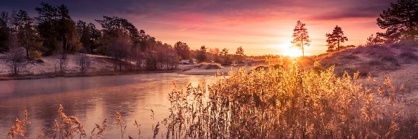 Trzciny, Wschód Słońca, Dzielnica Yyteri, Miasto Pori, Finlandia, Zima, Drzewa, Jezioro Ruutujärvi, Rośliny