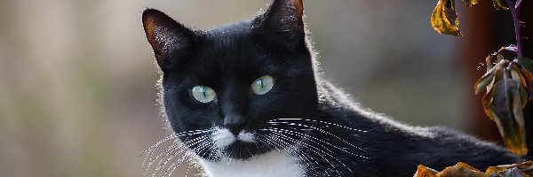 Liście, Kot, Czarno-biały