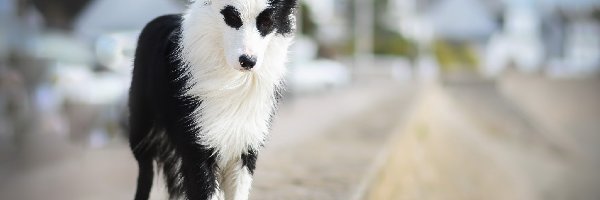 Murek, Border collie