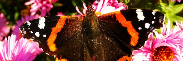 Rusałka admirał, Motyl