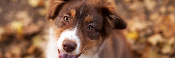 Mordka, Border collie, Szczeniak