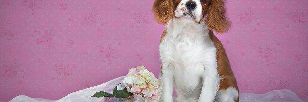 Kwiatki, Cavalier king Charles spaniel