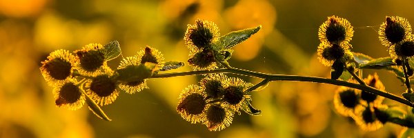 Roślina, Drzewa, Gałązka