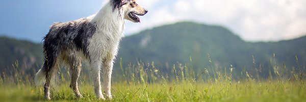 Widok, Łąka, Góry, Border collie, Trawa