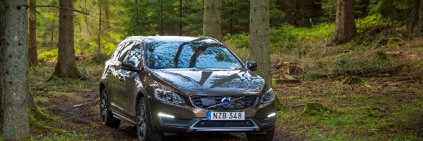 Las, Volvo V60, Samochód