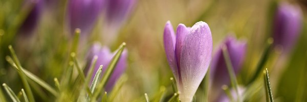 Kwiaty, Fioletowe, Krokus