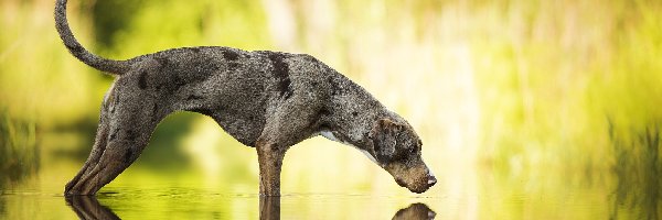 Catahoula leopard dog, Odbicie, Woda, Pies