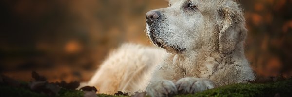 Golden retriever, Smutny