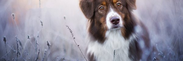 Trawy, Australian shepherd, Owczarek australijski