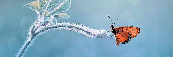 Listki, Łodyga, Motyl