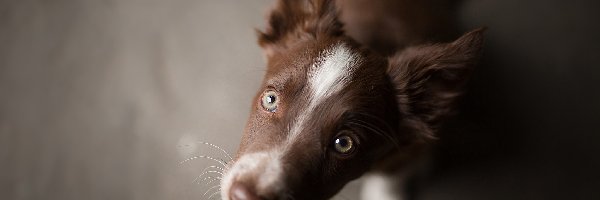 Border collie, Zbliżenie, Pyszczek, Szczeniak