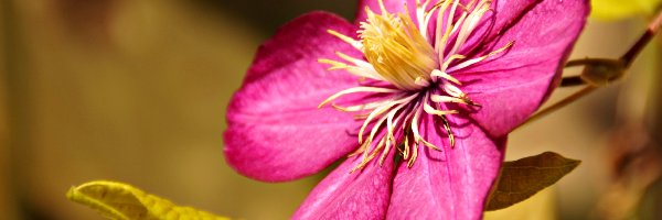 Kwiat, Clematis