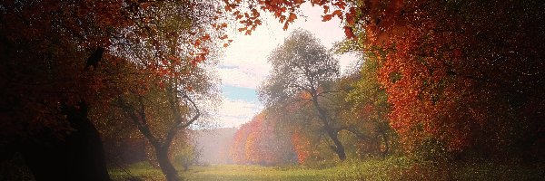Polana, Mgła, Jesień, Las