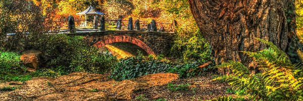 HDR, Most, Altanka, Drzewa, Park, Jesień