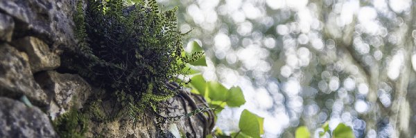 Skały, Bokeh, Rośliny, Paproć