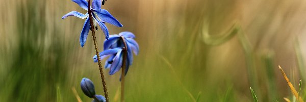 Kwiaty, Niebieskie, Cebulica Syberyjska