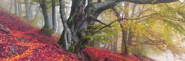 Las, Konary, Drzewa, Jesień
