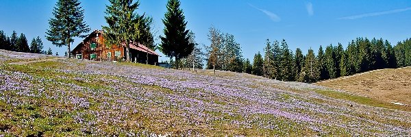 Kwietna, Drewniany, Dom, Łąka, Las, Wzgórza