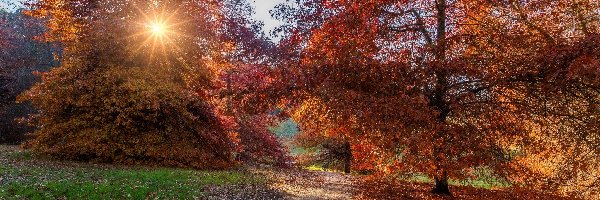Ścieżka, Drzewa, Promienie słońca, Liście, Jesień, Park