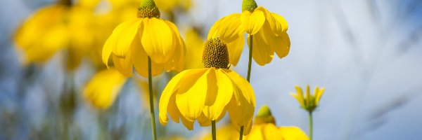 Kwiaty, Rozmyte tło, Rudbekia, Żółte