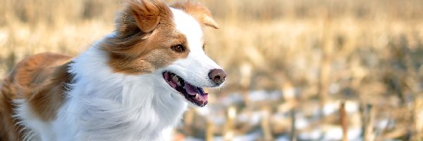 Border collie, Biało-brązowy, Pies