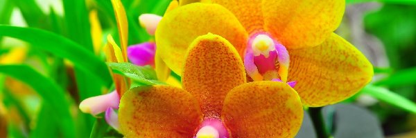 Orchidea, Kwiaty, Żółte