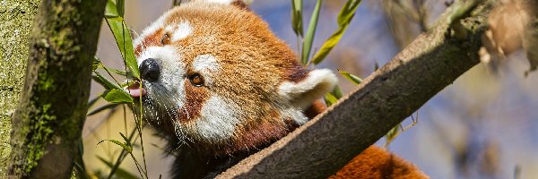 Panda, Pandka ruda, Liście, Czerwona
