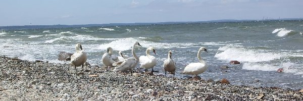 Morze, Plaża, Łabędzie