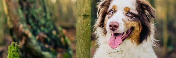 Australian shepherd, Las, Język, Owczarek australijski