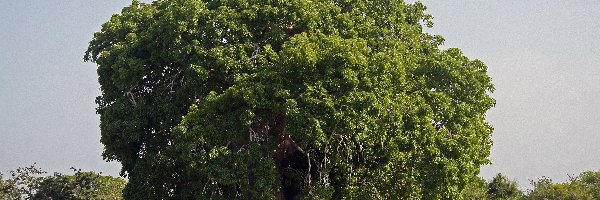 Łąka, Baobab