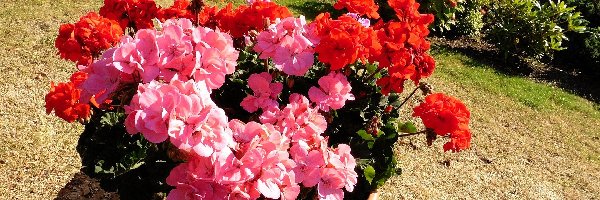 Pelargonie, Ogródek