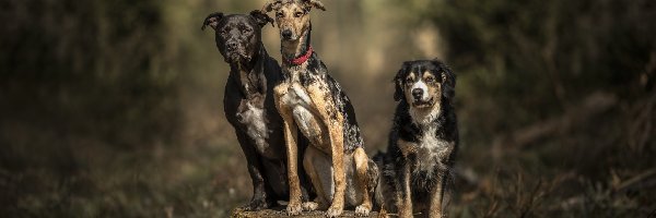 Trzy, Amstaff, Psy, Kundelek, Whippet