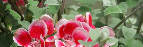 Pelargonia, Kwiaty