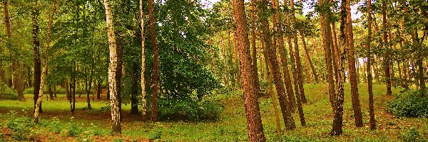 Dzrewa, Las