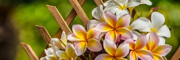 Doniczka, Plumeria