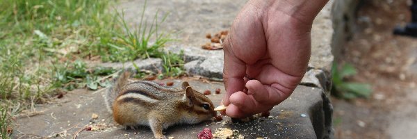 Owoce, Chipmunk, Suszone, Dłoń, Mała, Jedna