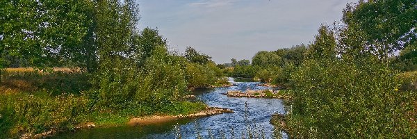 Rzeka, Roślinność, Drzewa