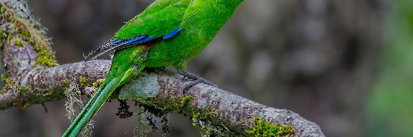 Modrolotka żółtoczapeczkowa, Papuga, Zielona