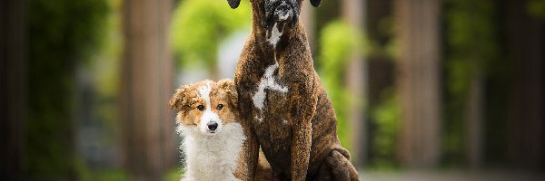 Border collie, Bokser, Szczeniak, Psy