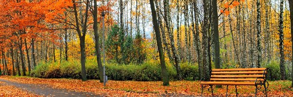 Liście, Drzewa, Ławka, Jesień, Droga, Park