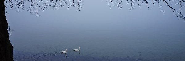 Łabędzie, Gałązki, Drzewo, Jezioro