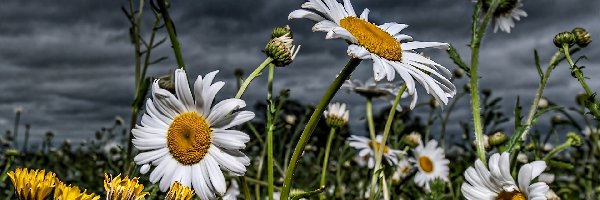 Margerytka, Niebo, Mniszek, Kwiaty