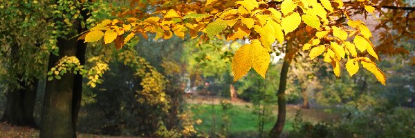 Jesienne, Park, Liście, Żółte
