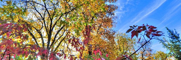 Liście, Krzewy, Kolorowe, Niebo, Drzewa, Jesień