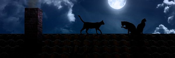 Noc, Księżyc, Dach, Koty