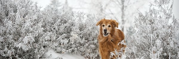 Zima, Krzewy, Szron, Golden retriever