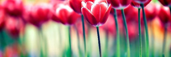 Rozmycie, Tulipany, Czerwone